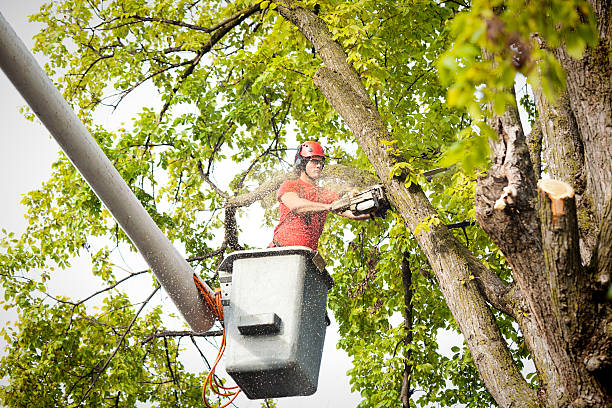 Best Tree Risk Assessment  in Sharon, PA